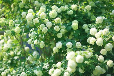 viburnum bulbanesh çiçeklenmeler bahçede çalılar / beyaz çiçekler yaz manzarası ile viburnum bahçe çalılar