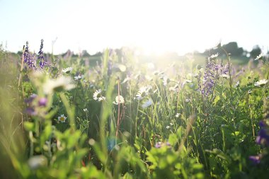 manzara kır çiçekleri / köyde büyük alan ve gökyüzü manzara, mor çiçekler yaban hayatı