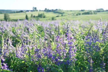 manzara kır çiçekleri / köyde büyük alan ve gökyüzü manzara, mor çiçekler yaban hayatı