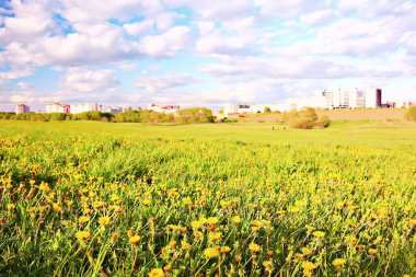 banliyölerinde sarı çiçekler ile karahindiba alan şehir / soyut yaz peyzaj alanı