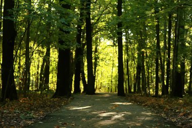 yaz orman manzara, seçici odak