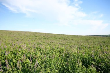 manzara kır çiçekleri / köyde büyük alan ve gökyüzü manzara, mor çiçekler yaban hayatı