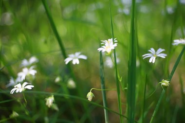 kır çiçekleri alan / doğa manzara, soyut arka plan görünümü yaz çiçekleri ayrıntıları çiçek