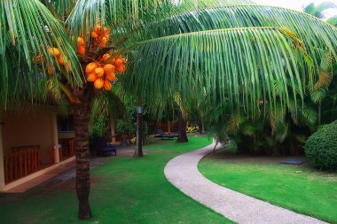 tropikal yeşil yaprakları arka plan / soyut doğa orman yağmur ormanı arka plan