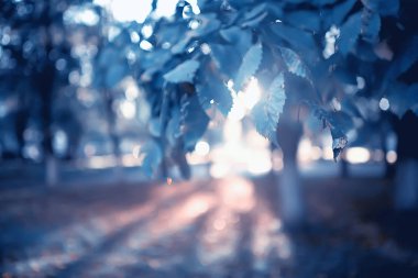 güzel sonbahar parkı manzara / orman, sarı yeşillik ağaçlar, sonbahar manzara, yaprak sonbahar