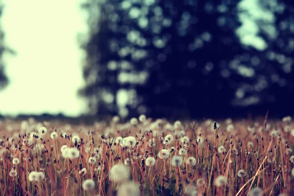 Campo Tarassaco Bianco Mosche Lanugine Semi Tarassaco Estate Fiori Selvatici — Foto Stock