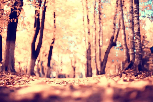 Herbst Park Sonnenlandschaft Saison Herbst Landschaft Einem Gelben Park Sonnenstrahlen — Stockfoto