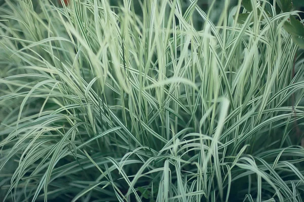 Tropical Green Leaves Background Abstract Nature Selva Rainforest Background — Fotografia de Stock