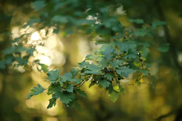 Ramuri Verzi Frunze Fundal Vedere Abstractă Pădure Vară Sezonieră Frunziș — Fotografie, imagine de stoc