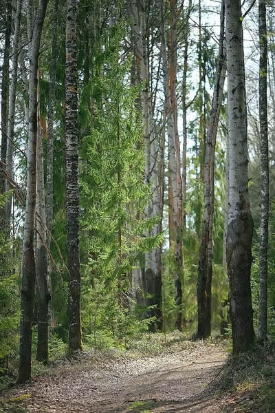 Paisagem Parque Verão Vista Sazonal Árvores Verdes Verão Conceito Natureza — Fotografia de Stock