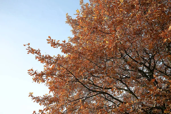 Zweige Blätter Gelb Hintergrund Abstrakt Saisonalen Hintergrund Fallende Blätter Schönes — Stockfoto