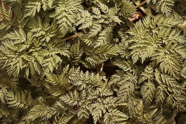 Зелене Листя Трави Вид Зверху Дике Поле Літо Джунглях Лісова — стокове фото