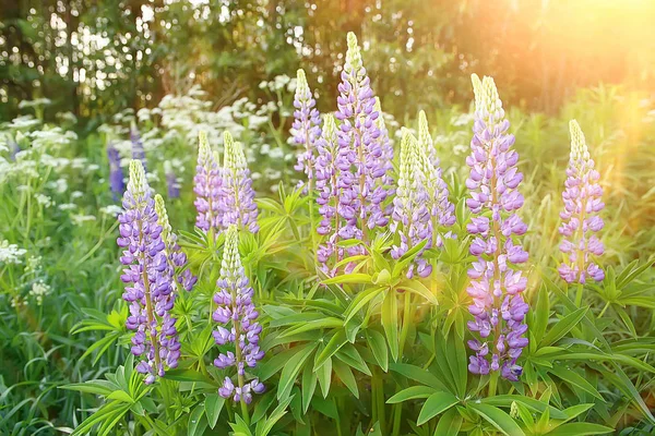 Lupins Field Summer Flowers Purple Wild Flowers Nature Landscape Field — Stock Photo, Image