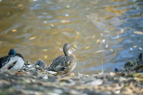 公園内の池のさかでアヒルの秋の公園池 マラード渡り鳥 — ストック写真