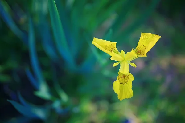 野花场 自然景观 抽象背景景夏花细节花 — 图库照片