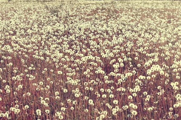 白いタンポポ畑 ふわふわハエ タンポポの種 野生の花畑 風景の季節の自然 — ストック写真