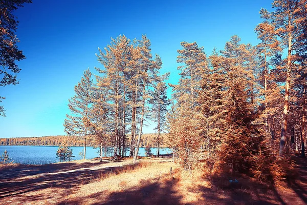 landscape in the autumn park / concept nature seasonal landscape season, autumn, forest, trees Indian summer