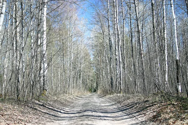 Frühling Waldlandschaft Saisonal Grün Hintergrund Bäume Wald Frischer Frühling Sonnige — Stockfoto