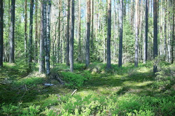 Летний Парк Пейзаж Сезонный Вид Зеленые Деревья Летом Концепция Прогулки — стоковое фото