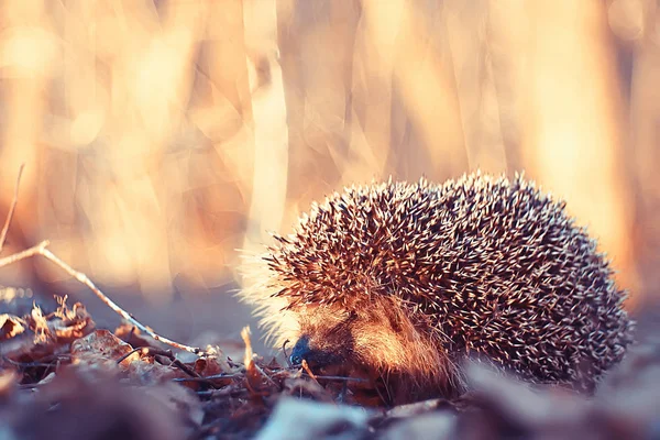 Sün Őszi Erdő Vadon Élő Állatok Őszi Erdő Természet Aranyos — Stock Fotó