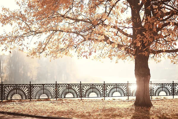 Parc Automne Paysage Ensoleillé Paysage Saisonnier Automne Dans Parc Jaune — Photo