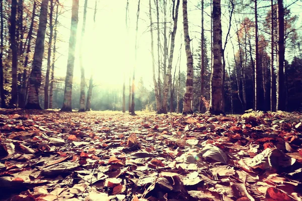 Размытый Осенний Фоновый Парк Желтые Обои Осенний Лес Концепция Сезонного — стоковое фото