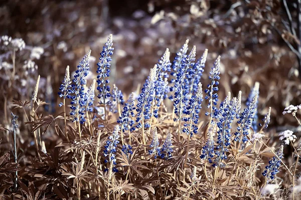 Lupinen Feld Sommerblumen Lila Wildblumen Natur Landschaft Auf Dem Feld — Stockfoto