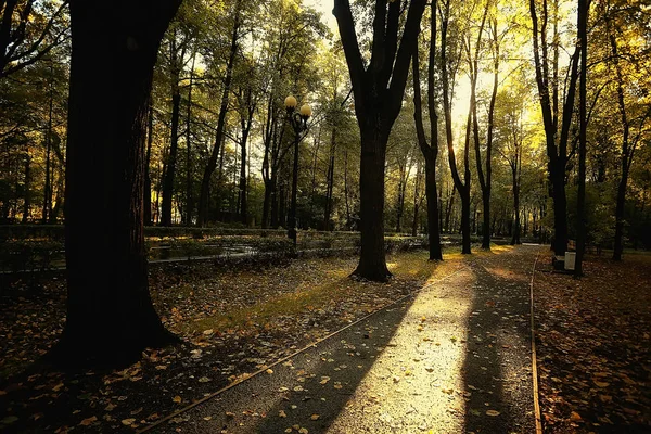 Vyhledat Větve Podzimních Stromů Abstraktní Pozadí Podzimní Krajinu Žluté Listí — Stock fotografie