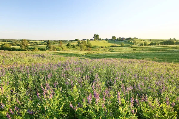 Landschaft Wildblumen Großes Feld Und Himmel Landschaft Dorf Lila Blumen — Stockfoto