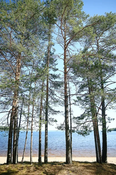 Paisagem Parque Verão Vista Sazonal Árvores Verdes Verão Conceito Natureza — Fotografia de Stock