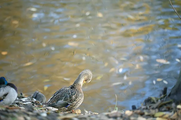 公園内の池のさかでアヒルの秋の公園池 マラード渡り鳥 — ストック写真