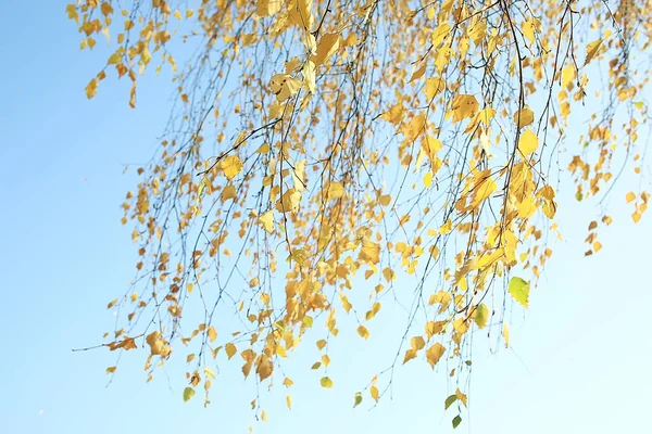Гілки Листя Жовтого Фону Абстрактний Сезонний Фон Падає Листя Красиве — стокове фото