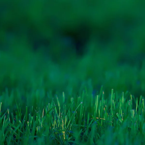 緑の草の背景 抽象的な背景 新鮮な緑の植生 フィールド — ストック写真