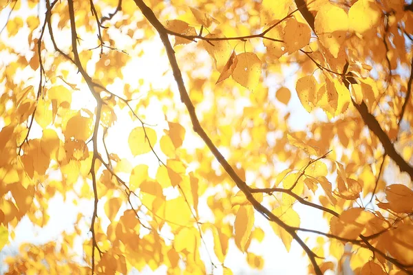 Hojas Amarillas Bokeh Fondo Estacional Hermosas Hojas Otoño Ramas Amarillas —  Fotos de Stock