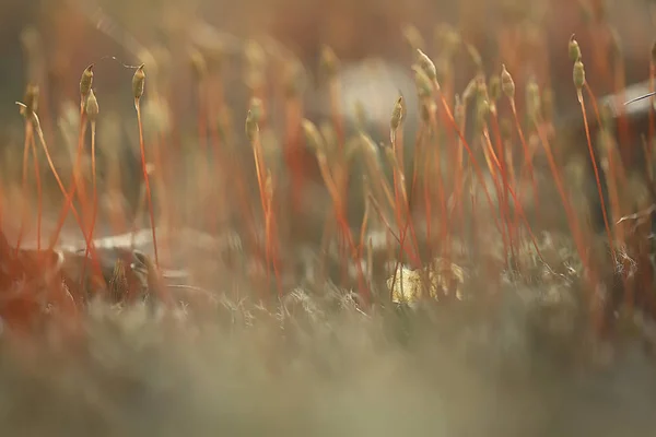 Макро Мох Пейзаж Зеленый Абстрактный Природный Вид Летний Лес Мох — стоковое фото