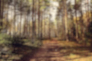 Bulanık arka plan sonbahar ormanı, soyut sanat güneşli sonbahar parkı, parlak sarı Ekim manzarası