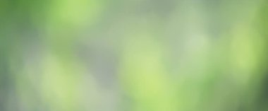 yeşil arkaplan, panoramik görünüm uzun zamandır bulanık yeşil yaz soyut