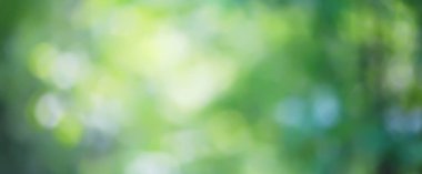 yeşil arkaplan, panoramik görünüm uzun zamandır bulanık yeşil yaz soyut