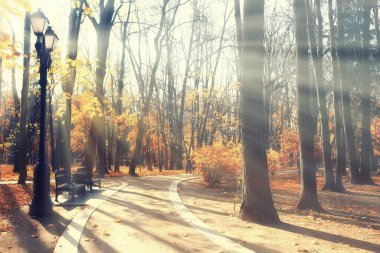 Sonbahar manzarası arka plan, ormandaki güneş ışınları, park, mevsimlik ağaçlar ekim ayı manzarası