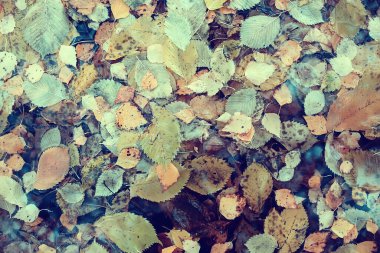 Sonbaharda dökülen yapraklar soyut arka plan, sarı yapraklar, Ekim ayında parkta, mevsimlik tasarım.