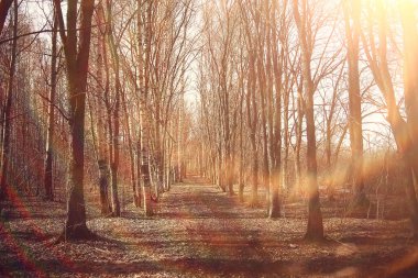 Sonbahar manzarası arka plan, ormandaki güneş ışınları, park, mevsimlik ağaçlar ekim ayı manzarası