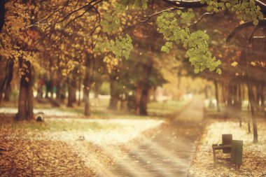 Sonbahar manzarası arka plan, ormandaki güneş ışınları, park, mevsimlik ağaçlar ekim ayı manzarası