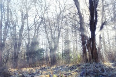 Sonbahar manzarası arka plan, ormandaki güneş ışınları, park, mevsimlik ağaçlar ekim ayı manzarası