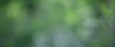 yeşil arkaplan, panoramik görünüm uzun zamandır bulanık yeşil yaz soyut