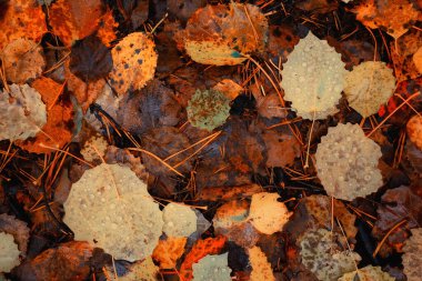 Sonbaharda dökülen yapraklar soyut arka plan, sarı yapraklar, Ekim ayında parkta, mevsimlik tasarım.