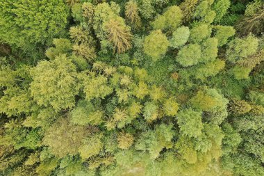 Orman manzaralı, manzara manzaralı yaz ormanı manzaralı kuadrokopter hava manzaralı.