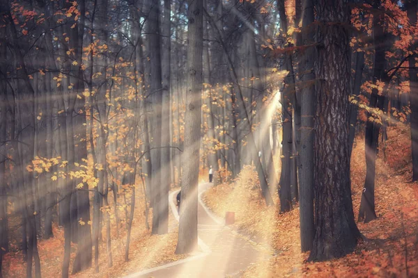 Herbst Landschaft Hintergrund Sonnenstrahlen Wald Park Bäume Saisonblick Oktober — Stockfoto