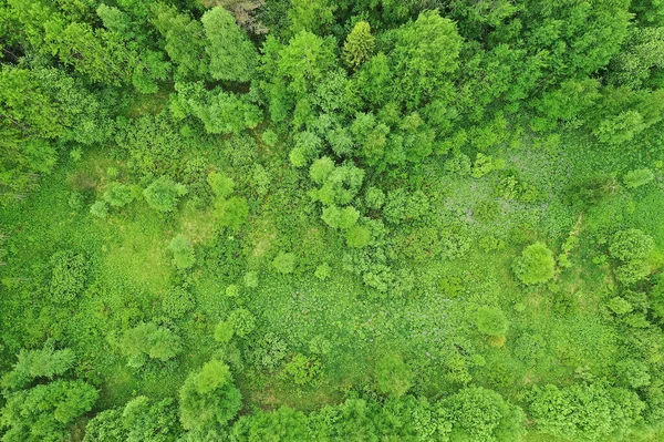 Forest Top View Landscape Panorama View Summer Forest Quadrocopter Aerial — Stock Photo, Image