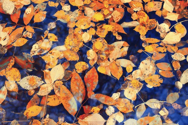 落叶秋季抽象背景 10月在公园 季节性设计 — 图库照片