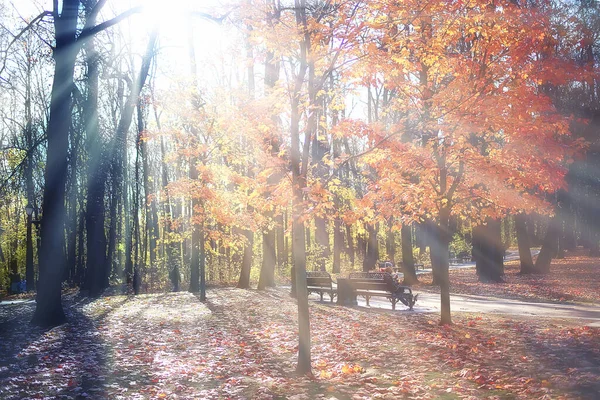 Paisaje Otoño Fondo Rayos Sol Bosque Parque Árboles Vista Estacional — Foto de Stock